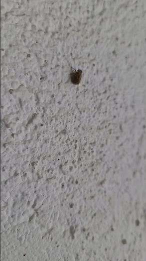 Issus coleoptratus (Hemiptera: Issidae)