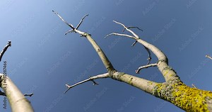 walnut tree branches in the spring season, walnut branches without foliage in sunny weather