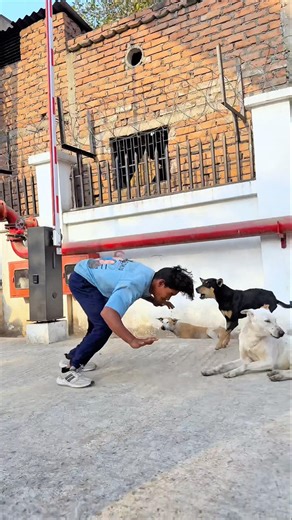 Dog🐶friendship speaks louder than words #viraljump #dogapparel #dogshorts #doglife #youtubeshorts