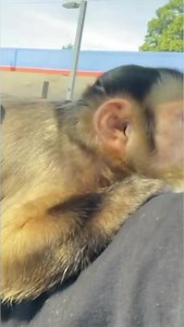 MonkeyHappy takes a trip to Burger King drive-thru! #monkeys #reaction | MonkeyBoo