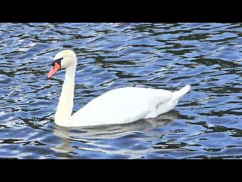 A beautiful swan floats on the waves | Interesting facts about swans in the description