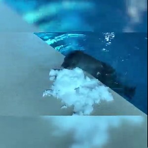 25K views · 597 reactions | Hawaiian Monk Seal, meet Snow Pile. ❄️ Zookeeper Jenny brought in some Minnesota snow for Ola to investigate. Sound on for Ola snorts.  #MNZoo NMFS Permit No. 23960 | Minnesota Zoo | Facebook