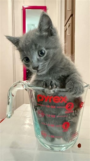 3cup kitty 😹 #cat #kitten #kittytv #likeandsubscribe #funny #cute #pets #funnyanimals #catblogger