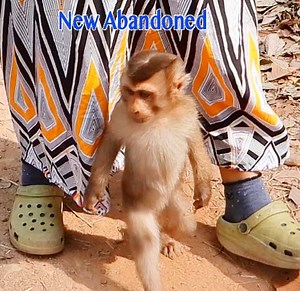 43K views · 1.2K reactions | Super Smart New Abandoned Baby Monkey Walking With Two Feet So Fast To Follow KT In Sovana Troop So Adorable | Monkey Daily TV | Facebook