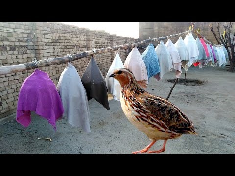 Batair ki awaz || batair awaz || batair bolara || batair sound || quail sound || common quail sound