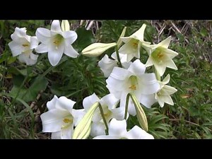 種子島の里に咲く花：テッポウユリの美しい風景 鉄砲百合 Liliaceae longiflorum