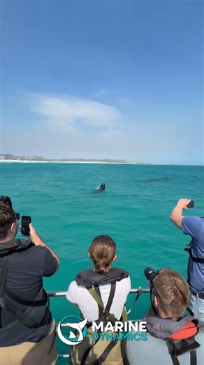 281 reactions · 54 shares | Discover the Serengeti of the Sea with...