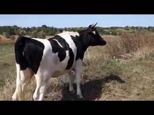 Cow Goes Moo
