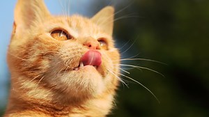 A Guide to Cleaning Your Cat’s Teeth - GoodRx