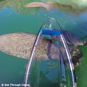 6.1K views · 200 reactions | 3 Baby Manatees with their mothers......