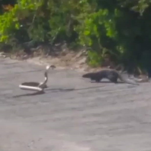 This battle between a snake and a mongoose on the golf course is both fascinating and terrifying