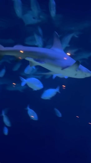 New York Aquarium 🐟