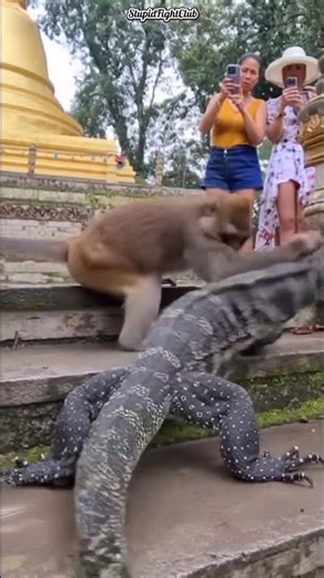 Temple fight: monkey vs monitor lizard