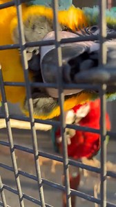 Oh my goodness.. Wing Commander Pippy has her new tail coming down at last. Miss Chilli is busy demolishing gumnuts and looking super cute! 🥰 Soooo good to see you ladies. Awww Pip.. you look gorgeous!!! 😍❤️🥰👌 | Macaws And More