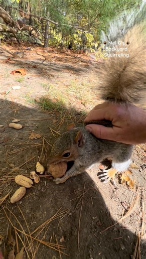 Not so fuzzy wuzzy is fuzzy wuzzy now!😍🐿️ #squirrelwhisperer #amazing #squirrel #FuzzyWuzzy #squirrelfriends #backyardwildlife #connectwithnature #melgsbackyard #melgsbackyardsquirreling | Melanie Getchell