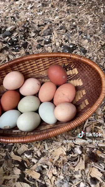 Lyndsey - Backyard Family Farm on TikTok