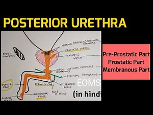 Urethra - 2 | Posterior Urethra