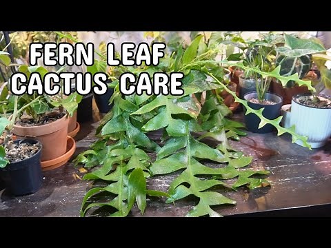 FERN LEAF CACTUS CARE + PROPAGATION | Selenicereus Chrysocardium