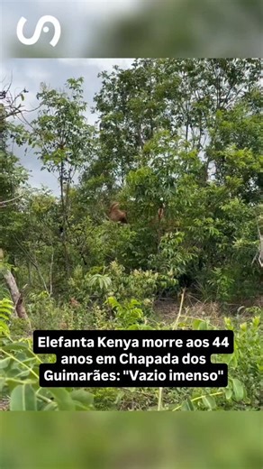 MidiaNews | Notícias de MT on Instagram: "O Santuário de Elefantes Brasil (SEB), em Chapada dos Guimarães, afirmou que a elefanta africana Kenya, de 44 anos, faleceu na manhã desta terça-feira (16), após cinco meses vivendo no local. Em nota, a instituição lamentou a morte e afirmou que a sua morte deixou um “vazio imenso” no local. A elefanta era o último exemplar de sua espécie em cativeiro na Argentina, e cruzou a fronteira com o Brasil rumo ao Santuário no mês de julho. Acesse o site."
