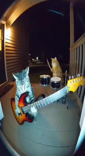 Cats Having Fun to Deftones Music