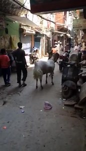 1.5K views · 46 reactions | World goat team on Reels | Facebook