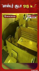 தேநீர் விடுதிக்குள் புகுந்து உலா வந்த காட்டு மாடு... யாரும் இல்லாததால் அசம்பாவிதம் தவிர்ப்பு