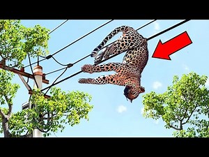 10 Shocking Moments Animals Crossed Paths With Electricity