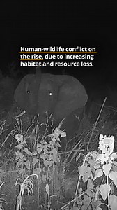 37 reactions | Africa is facing a growing challenge: human-wildlife conflict❗ | Wild Africa | Facebook