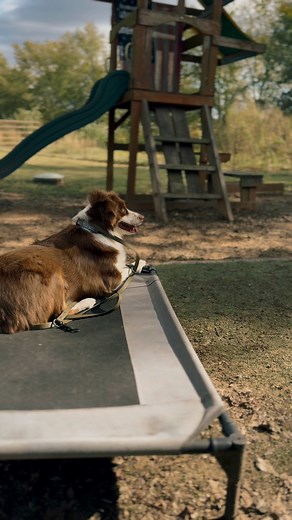 The holidays are right around the corner, and your dog can be part of the celebration too! With the right training, you don’t have to worry about jumping on guests or sneaking food off the counter — they can hang out calmly with the family and enjoy all the festivities. We offer several training programs to fit your dog’s needs and your schedule. Our 2-week Board and Train focuses on the basics like sit, down, recall, leash walking, place (bed), and building a strong learning foundation. For tho