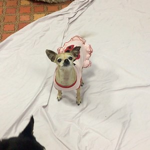 1.6K views · 467 reactions | The cutest little ladybug! | Vintage Pet Rescue | Facebook