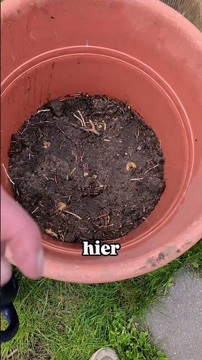 Growing potatoes in a bucket without a garden