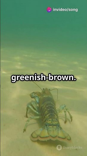 Incredible Lobster Facts That Will Surprise You! #marinelife