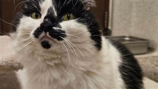 Pet of the Week | Tonya