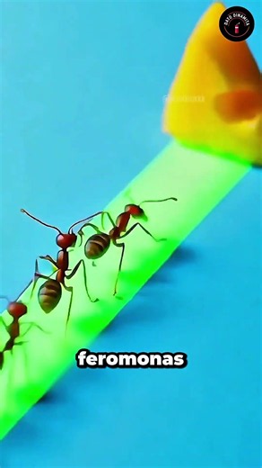 Why don't ants cross lines? 🐜😳