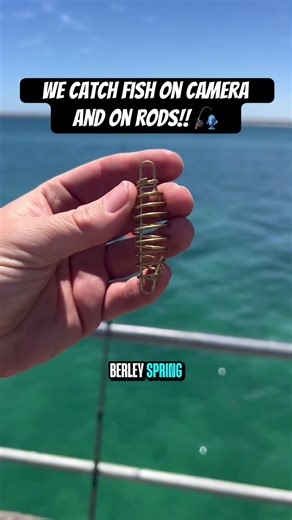 We Catch Fish Both On Camera and On Rods! New & Improved GoPro Setup 🎣 📸 #goprofishing #underwater