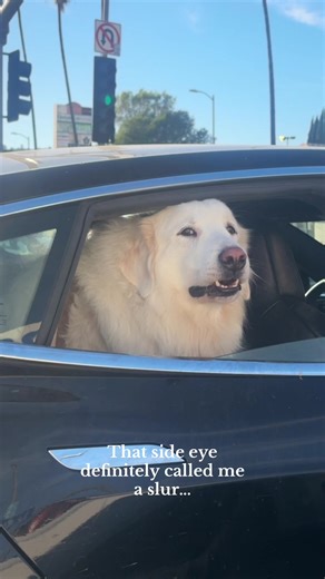 Understanding Dog Attitudes: The Side Eye Explained