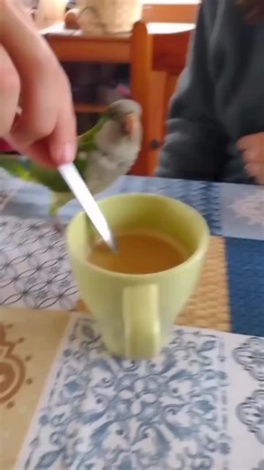 Let me do it 😂🐦🐦🐦#lovebird #smartbird #smartbirds🐦🐦 #cleverbirds #parrots