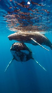 Please turn up the sound if you want to feel what its like to swim with whales . #humpbacks #whales | Daniel Sullivan Photography