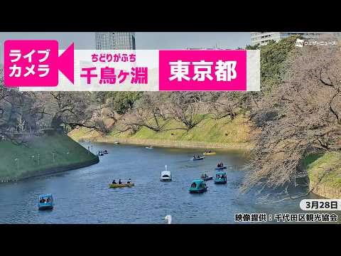 【桜ライブカメラ2026】ソメイヨシノ／「東京都千鳥ケ淵」ライブカメラより/Cherry Blossom Live Camera 2026年3月28日(金) #桜 #さくら