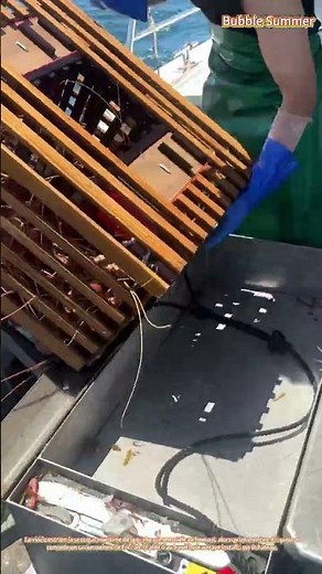Pêche au homard : pêcheur remontant des casiers des eaux marines