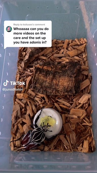 Goliath Beetle Care Tips for Exotic Pet Owners