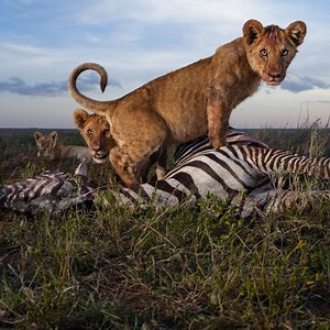 42K views · 44 shares | The Jungle Predators in actions | Daily Reptile | Facebook