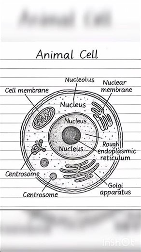ANIMAL CELL 🧬DIAGRAM with its all part important #trendingshorts #education #diagram #animalcell