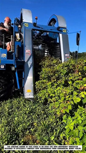 How This Over-the-Row Raspberry Harvester Picks Thousands of Berries Fast!