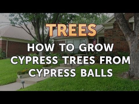 How to Grow Cypress Trees From Cypress Balls
