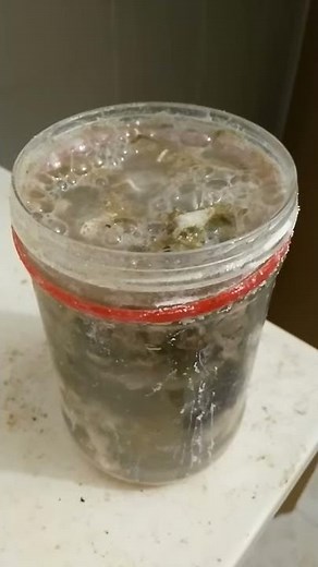 Experiment: Dissolving Calcium Carbonate in Vinegar