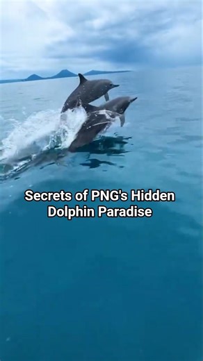 What happens when Dolphins find you?–Duke of York Islands, PNG