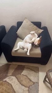 Wait for doodle’s reaction 😅 | Doodle