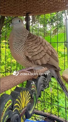 Zebra Dove call Bird sounds for relaxations 70 #birds #birdsounds #birdsoundscape #birdsong #animals
