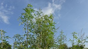 Vitex negundo plant in blue sky background. It's other name Chinese chaste tree,five leaved chaste tree, horseshoe vitex,nisinda and Nirgundi. It is a large aromatic shrub. It is an Ayurvedic medicine